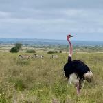 Nairobi National Park