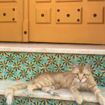 Cats are everywhere in Tunisia! It's nice to see the entire country being kind to them. 