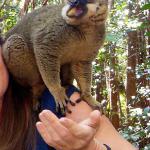 More lemur antics!