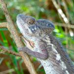 Chameleon
