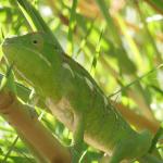 Chameleon