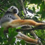 Diademed Sifaka at Andasibe National Park.