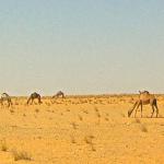 Returning to Nouakchott. 