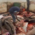 The fascinating (albeit a bit gruesome) fish market. Somalia is rich in fish.