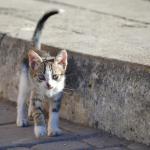 Cats are everywhere in Morocco!. Who knew?
