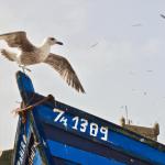 Essaouira 