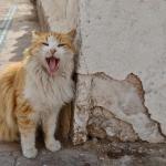 Essaouira