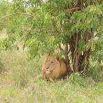 Hlane National Park, Eswatini