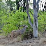 Kudu, Liwonde National Park, Malawi