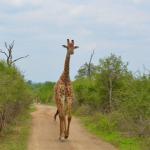Hlane National Park, Eswatini