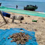 Fresh sea urchins, Mozambique Island