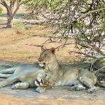 Liwonde National Park, Malawi