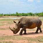 Hlane National Park, Eswatini