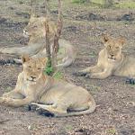 Liwonde National Park, Malawi