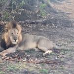 Liwonde National Park, Malawi