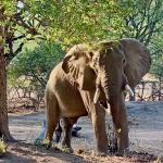 Liwonde National Park, Malawi