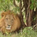 Hlane National Park, Eswatini 