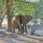 Liwonde National Park, Malawi