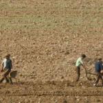 Working hard in the fields.