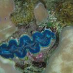 Beautiful giant clam in the ocean.