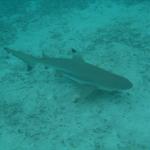 Blacktip shark