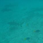 Blacktip sharks