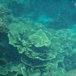 Coral
