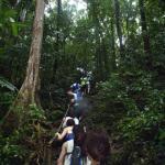 The climb to Jellyfish Lake.