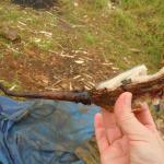 The pig tail bestowed upon me.