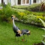 Strange birds in the yard of my guesthouse in Goma.