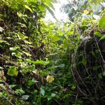 No, there is no "path" to the gorillas.  My guide had to hack a path through the jungle.  After about 50 minutes, we found them!