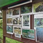 Homage to Dian Fossey.