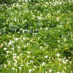 Calla lilies grow wild.  They're huge!