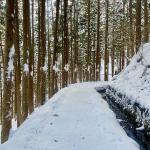 It's a 40 minute walk from the parking lot to the monkeys. Bundle up, Nagano is freezing! They also rent crampons. If you don't have rugged, no-slip boots, I would highly recommend them.