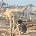 Morning milk straight from the source! 