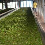 Tea plantation near Nuwara Eliya.  This is where the leaves dry.