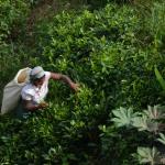 Picking tea.