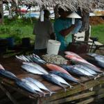 Fresh fish plucked from the Indian Ocean off of Welligama on the Southern coast of Sri Lanka.