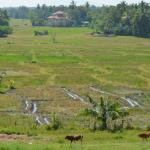 Typical countryside in Sri Lanka.