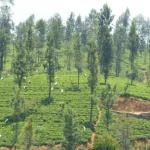 Picking tea leaves.  They have huge white bags on their backs.  They're suspended from a strap that goes across the person's forehead.