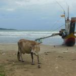 Cows roam wherever they like.