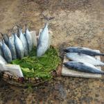 Fresh catch.