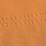 Centipede tracks! Glad I didn't see any, especially that size!