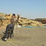 Camel market.