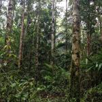 The rainforest, not very kind to the feet! I think I had the beginning stages of trench foot (jungle rot!)