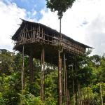 Arriving at a tree house, home to the Korowai tribe.