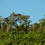 First sighting of a treehouse!