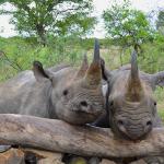 I never thought rhino were cute until I met these two! 