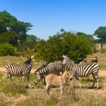 Zonkey! They wondered why a donkey was hanging out with the female zebra. 