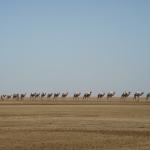 Camel caravan